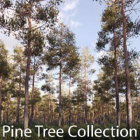 Pine Tree Collection